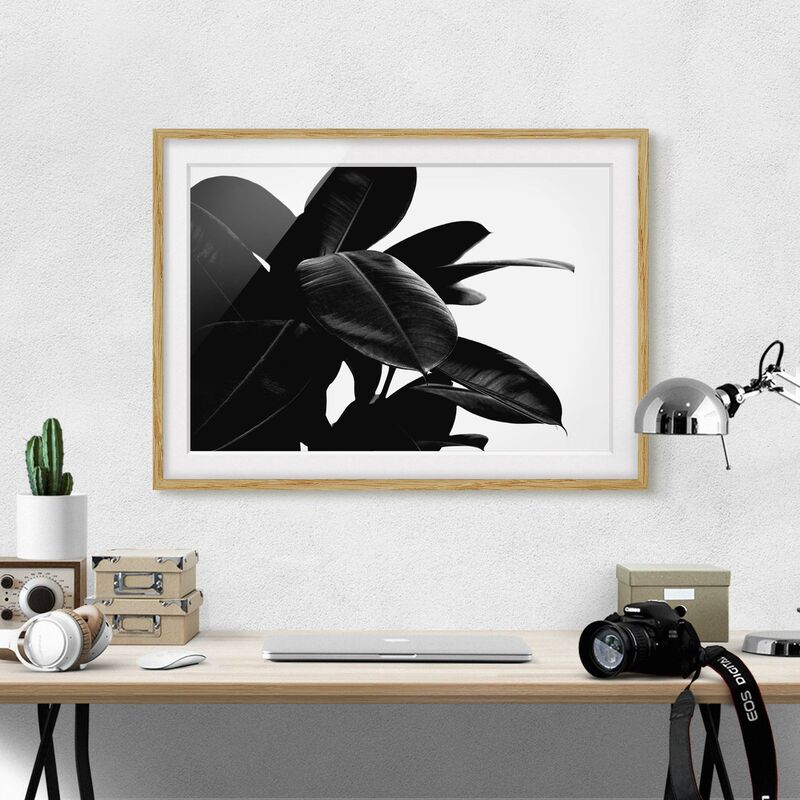 Póster enmarcado - Foglie dell'albero della gomma bianco e nero Dimensión LxA: 18cm x 24cm, Marco: Roble
Póster enmarcado - Foglie dell'albero della gomma bianco e nero Dimensión LxA: 18cm x 24cm, Marco: Roble