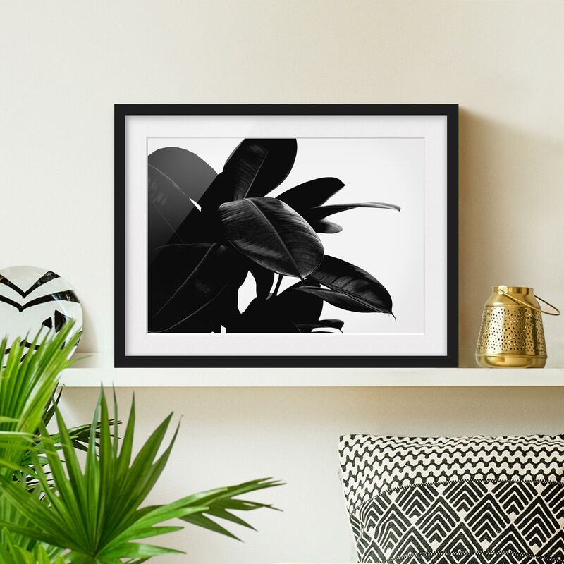 Póster enmarcado - Foglie dell'albero della gomma bianco e nero Dimensión LxA: 18cm x 24cm, Marco: Negro
Póster enmarcado - Foglie dell'albero della gomma bianco e nero Dimensión LxA: 18cm x 24cm, Marco: Negro