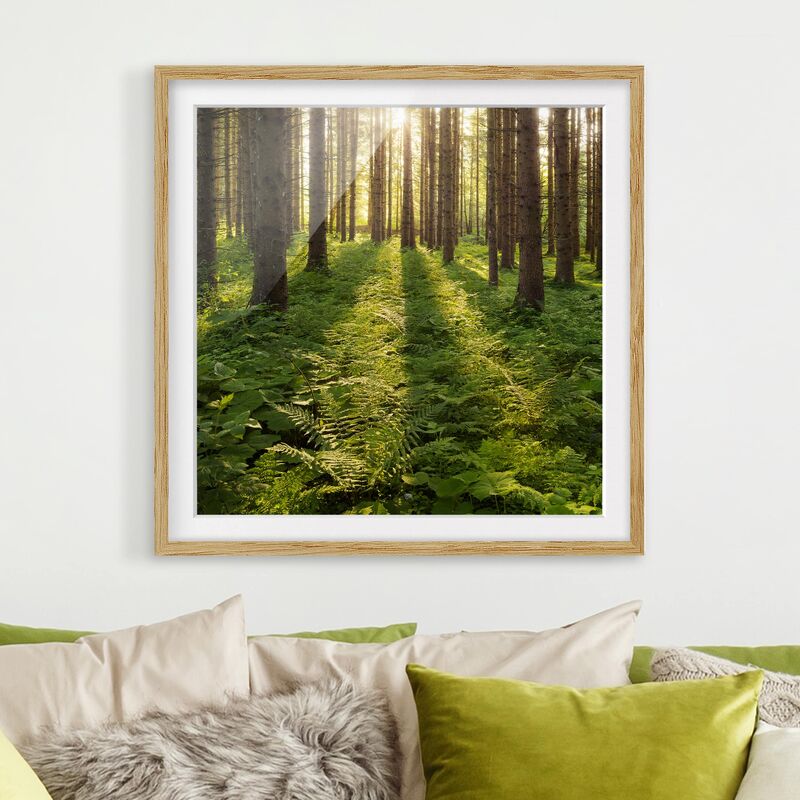 Póster enmarcado - Sunbeams In Green Forest Dimensión LxA: 50cm x 50cm, Marco: Roble
Póster enmarcado - Sunbeams In Green Forest Dimensión LxA: 50cm x 50cm, Marco: Roble
