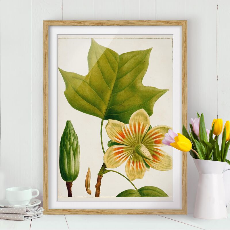Póster enmarcado - Foglia Tableau Fiore Frutta Iv Dimensión LxA: 70cm x 50cm, Marco: Roble
Póster enmarcado - Foglia Tableau Fiore Frutta Iv Dimensión LxA: 70cm x 50cm, Marco: Roble