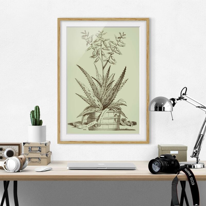 Póster enmarcado - Vintage Aloe Vera Costa Spinosa Dimensión LxA: 24cm x 18cm, Marco: Roble
Póster enmarcado - Vintage Aloe Vera Costa Spinosa Dimensión LxA: 24cm x 18cm, Marco: Roble