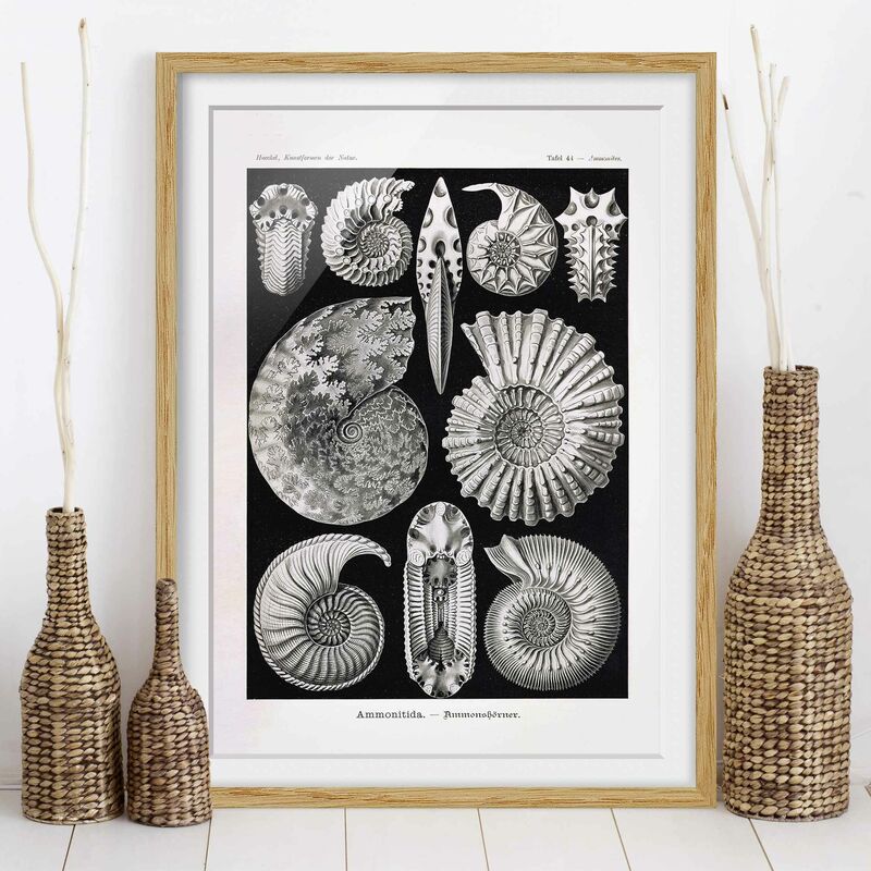 Póster enmarcado - Fossili bordo Vintage Bianco e nero Dimensión LxA: 70cm x 50cm, Marco: Roble
Póster enmarcado - Fossili bordo Vintage Bianco e nero Dimensión LxA: 70cm x 50cm, Marco: Roble