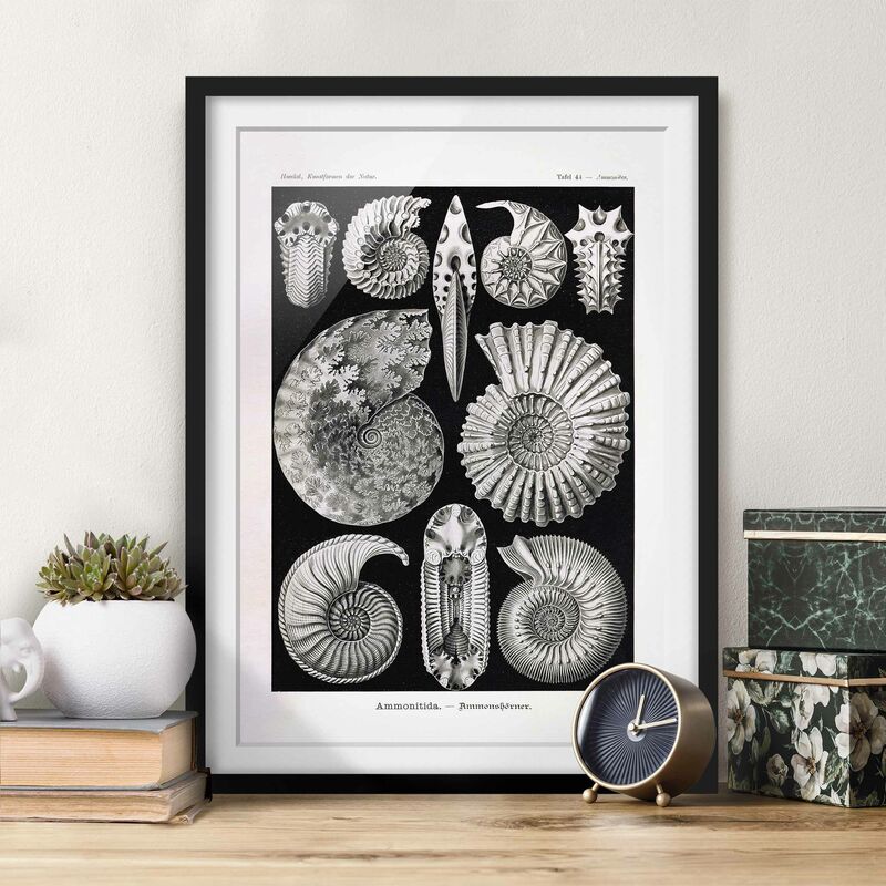 Póster enmarcado - Fossili bordo Vintage Bianco e nero Dimensión LxA: 55cm x 40cm, Marco: Negro
Póster enmarcado - Fossili bordo Vintage Bianco e nero Dimensión LxA: 55cm x 40cm, Marco: Negro