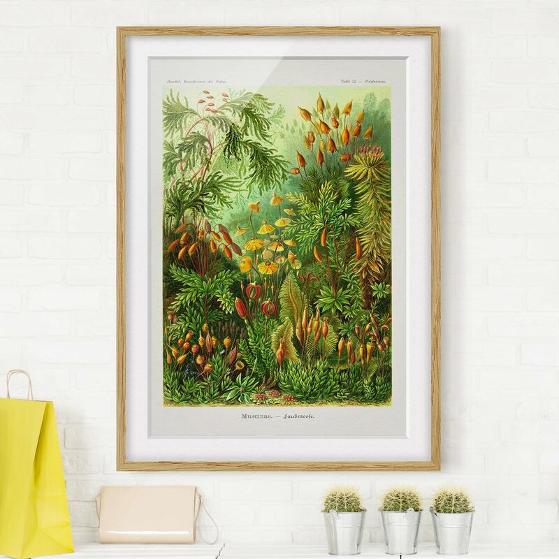 Póster enmarcado - Vintage Consiglio Moss Dimensión LxA: 24cm x 18cm, Marco: Roble
Póster enmarcado - Vintage Consiglio Moss Dimensión LxA: 24cm x 18cm, Marco: Roble
