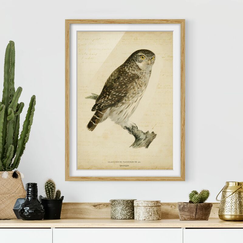 Póster enmarcado - Disegno Sperlingskauz Vintage Dimensión LxA: 40cm x 30cm, Marco: Roble
Póster enmarcado - Disegno Sperlingskauz Vintage Dimensión LxA: 40cm x 30cm, Marco: Roble