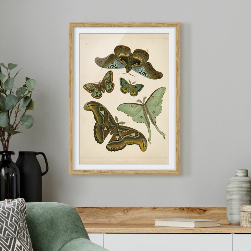 Póster enmarcado - Vintage Illustrazione di farfalle esotiche II Dimensión LxA: 40cm x 30cm, Marco: Roble
Póster enmarcado - Vintage Illustrazione di farfalle esotiche II Dimensión LxA: 40cm x 30cm, Marco: Roble