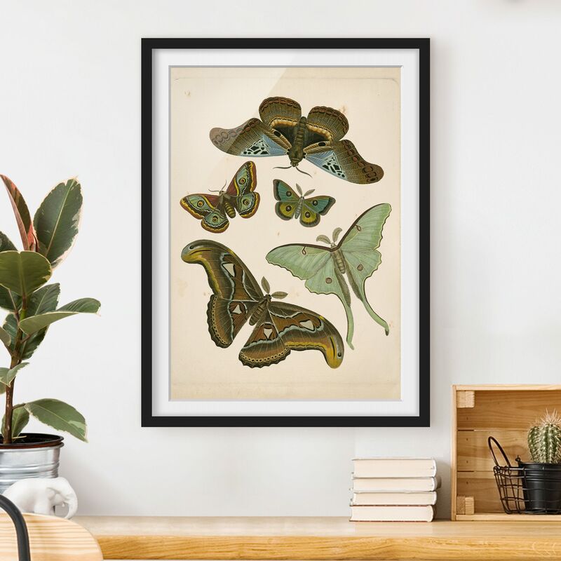 Póster enmarcado - Vintage Illustrazione di farfalle esotiche II Dimensión LxA: 40cm x 30cm, Marco: Negro
Póster enmarcado - Vintage Illustrazione di farfalle esotiche II Dimensión LxA: 40cm x 30cm, Marco: Negro