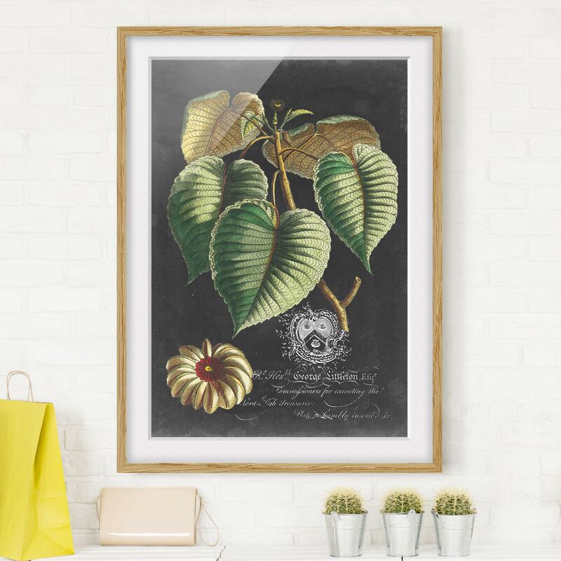 Póster enmarcado - Vintage Royales foglie su fondo nero I Dimensión LxA: 40cm x 30cm, Marco: Roble
Póster enmarcado - Vintage Royales foglie su fondo nero I Dimensión LxA: 40cm x 30cm, Marco: Roble