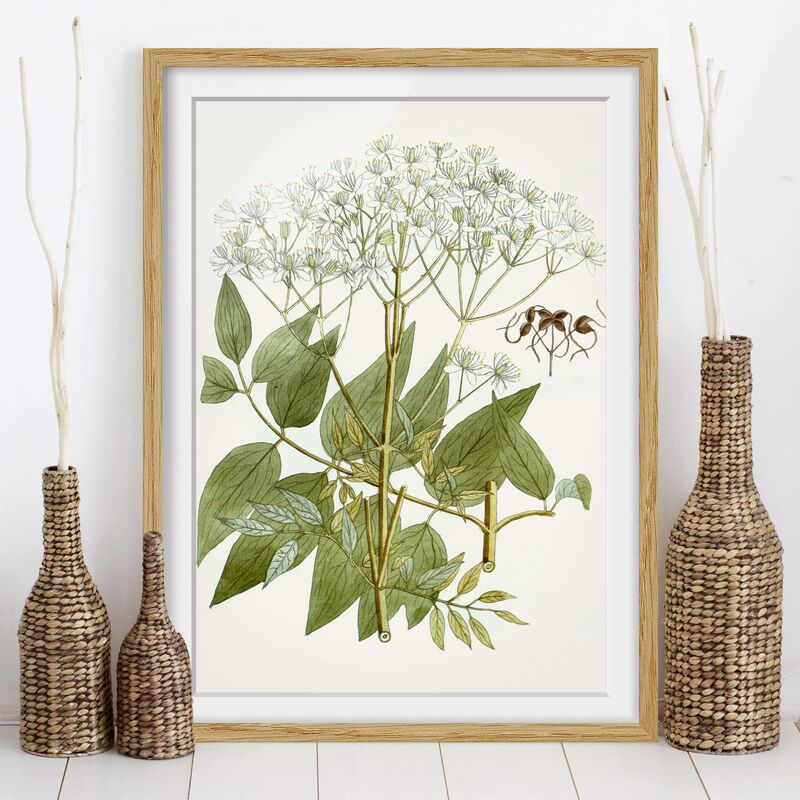Póster enmarcado - Erbe Selvatiche Schautfalel V Dimensión LxA: 40cm x 30cm, Marco: Roble
Póster enmarcado - Erbe Selvatiche Schautfalel V Dimensión LxA: 40cm x 30cm, Marco: Roble