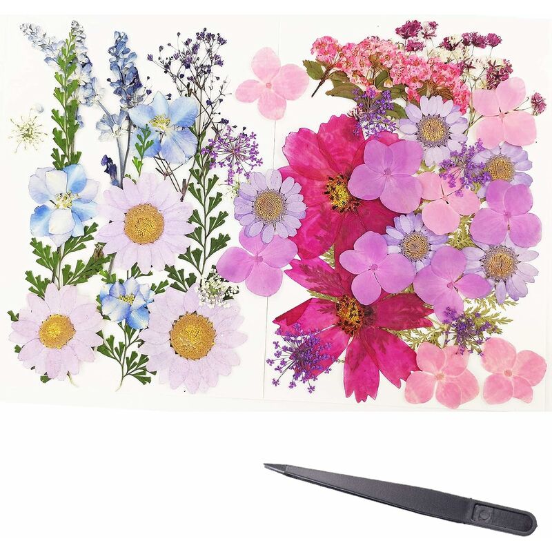 Púrpura 51 piezas de pétalos de hojas de flores prensadas secas reales, coloridas margaritas de flores prensadas para manualidades de bricolaje,
Púrpura 51 piezas de pétalos de hojas de flores prensadas secas reales, coloridas margaritas de flores prensadas para manualidades de bricolaje,