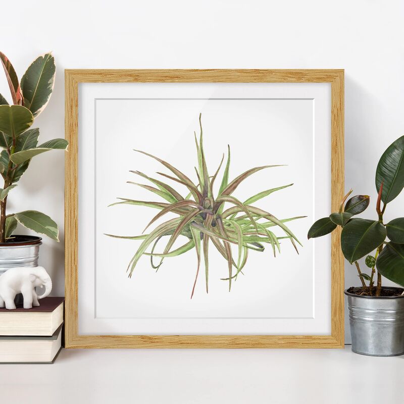 Póster enmarcado - Air Plant Watercolor II Dimensión LxA: 30cm x 30cm, Marco: Roble
Póster enmarcado - Air Plant Watercolor II Dimensión LxA: 30cm x 30cm, Marco: Roble