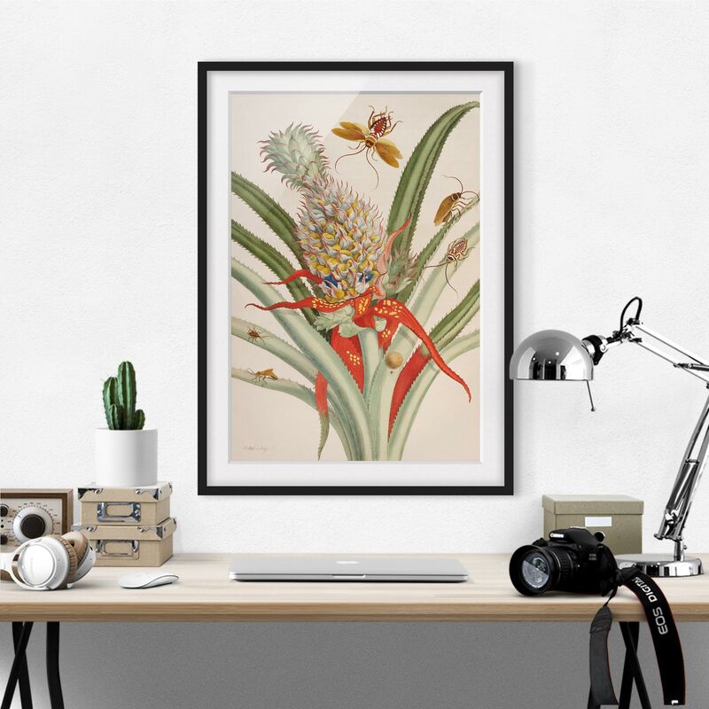 Póster enmarcado - Anna Maria Sibylla Merian - Ananas con Insetti Dimensión LxA: 70cm x 50cm, Marco: Negro
Póster enmarcado - Anna Maria Sibylla Merian - Ananas con Insetti Dimensión LxA: 70cm x 50cm, Marco: Negro