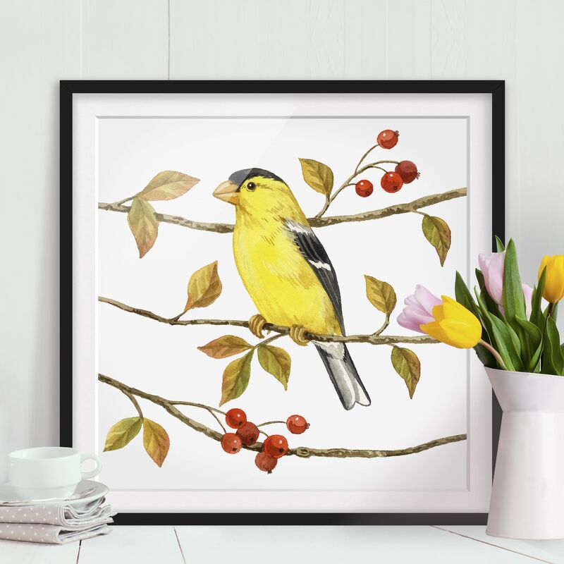 Póster enmarcado - Birds And Berries - American Goldfinch Dimensión LxA: 30cm x 30cm, Marco: Negro
Póster enmarcado - Birds And Berries - American Goldfinch Dimensión LxA: 30cm x 30cm, Marco: Negro