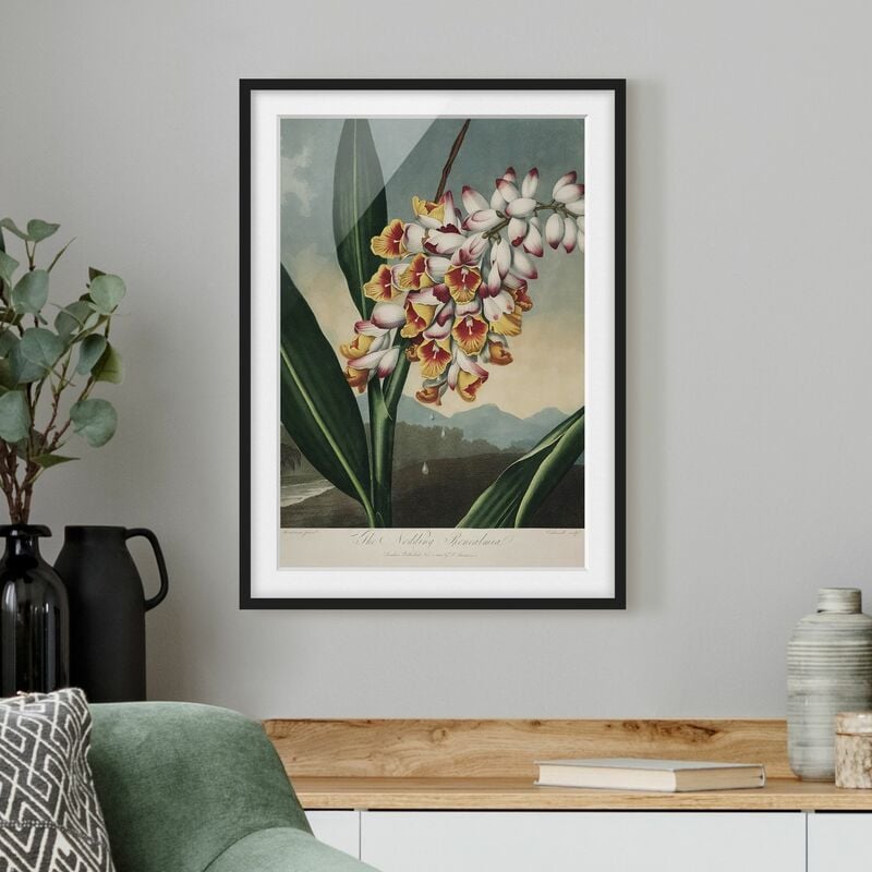 Póster enmarcado - Botanica illustrazione d'epoca fiore dello zenzero Dimensión LxA: 70cm x 50cm, Marco: Negro
Póster enmarcado - Botanica illustrazione d'epoca fiore dello zenzero Dimensión LxA: 70cm x 50cm, Marco: Negro