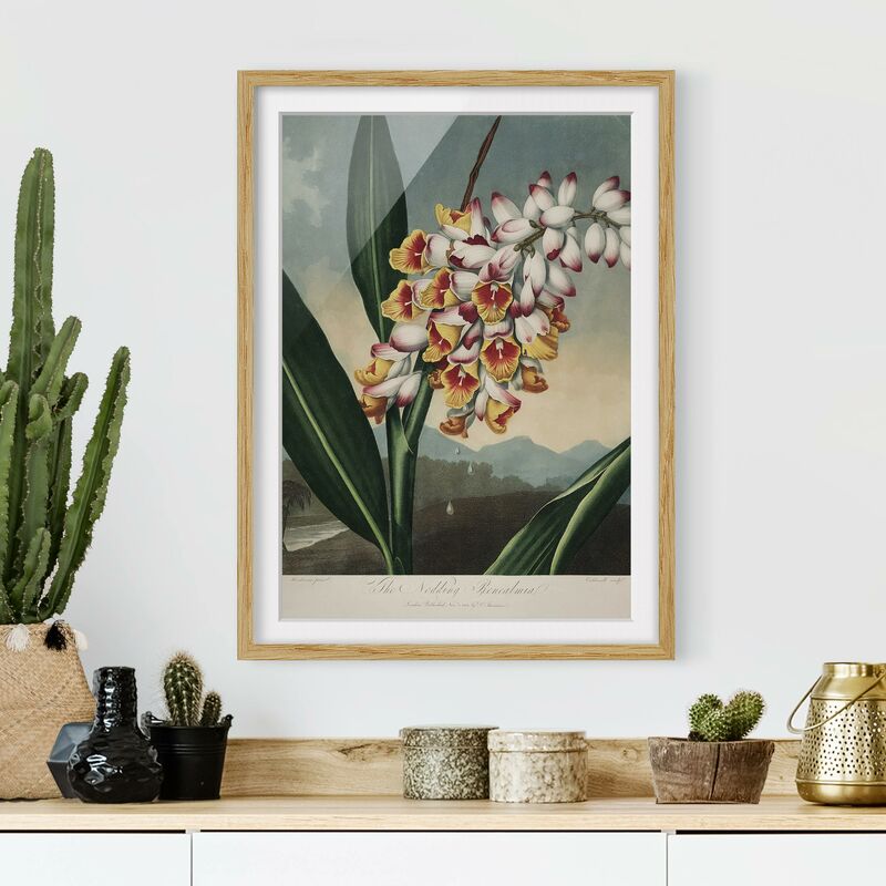 Póster enmarcado - Botanica illustrazione d'epoca fiore dello zenzero Dimensión LxA: 100cm x 70cm, Marco: Roble
Póster enmarcado - Botanica illustrazione d'epoca fiore dello zenzero Dimensión LxA: 100cm x 70cm, Marco: Roble