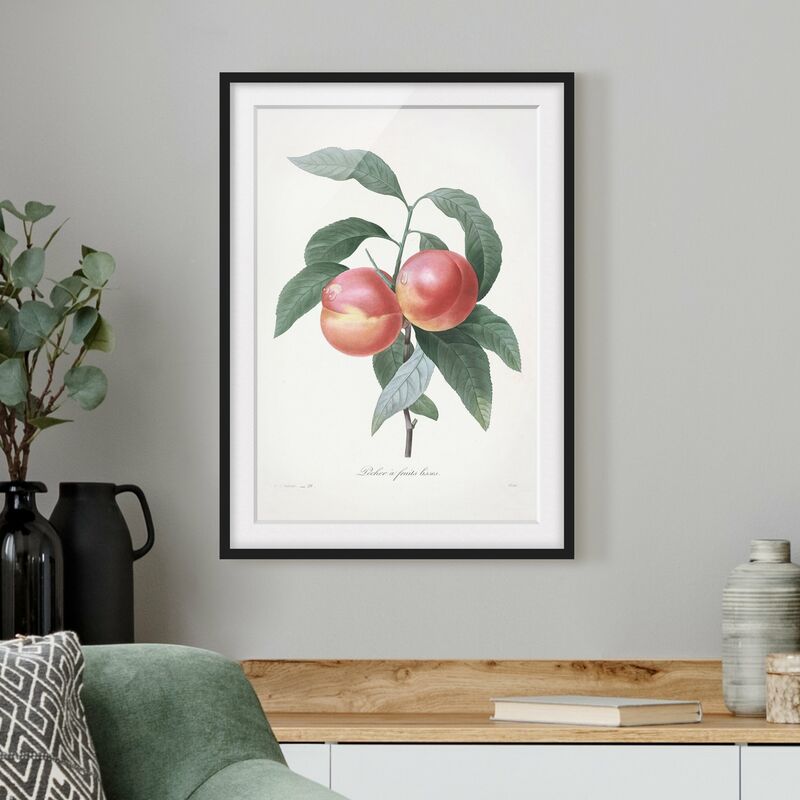 Póster enmarcado - Botanica illustrazione d'epoca Peach Dimensión LxA: 55cm x 40cm, Marco: Negro
Póster enmarcado - Botanica illustrazione d'epoca Peach Dimensión LxA: 55cm x 40cm, Marco: Negro