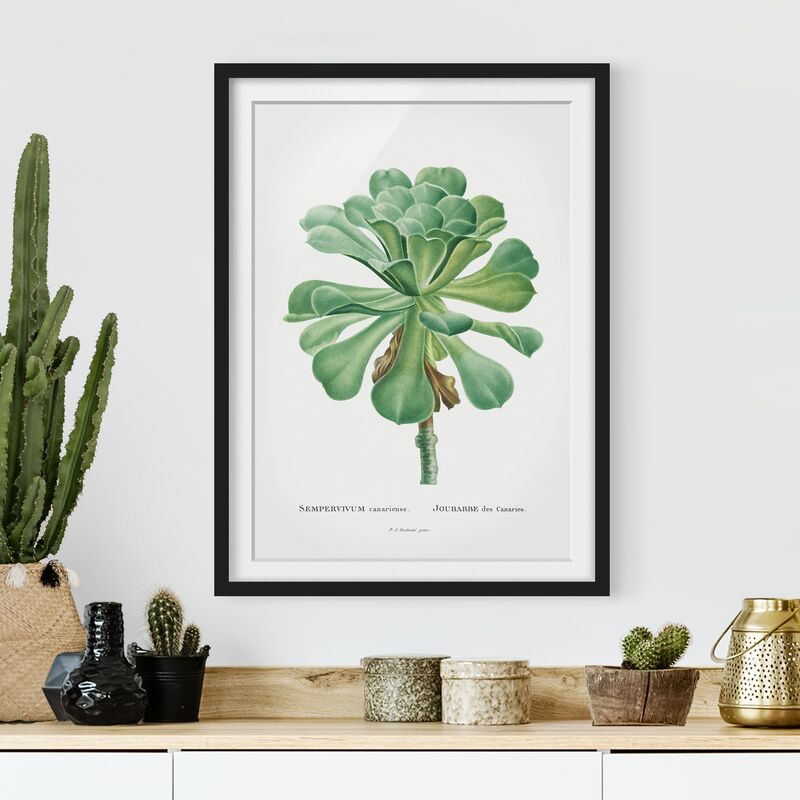 Póster enmarcado - Botanica illustrazione d'epoca Verde Succulente I Dimensión LxA: 24cm x 18cm, Marco: Negro
Póster enmarcado - Botanica illustrazione d'epoca Verde Succulente I Dimensión LxA: 24cm x 18cm, Marco: Negro