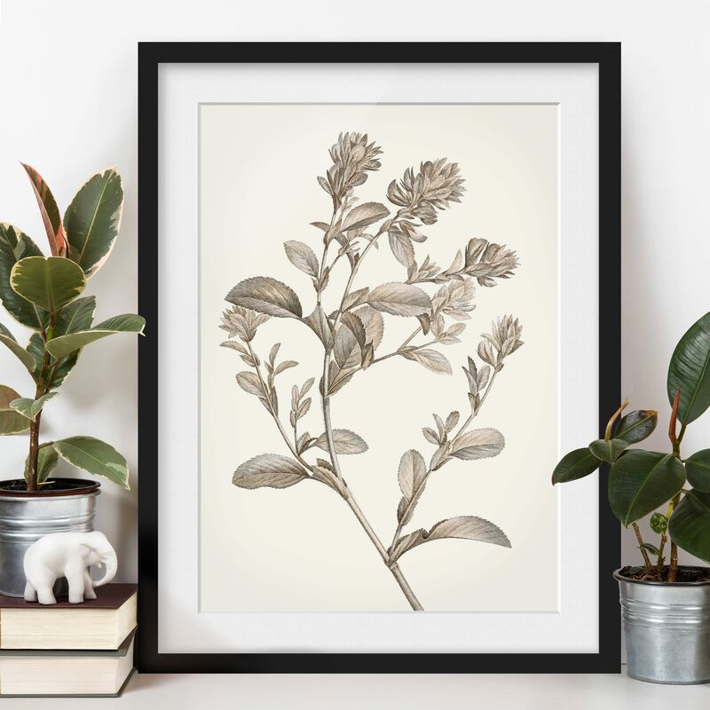 Póster enmarcado - Botanico Studio In Seppia I Dimensión LxA: 40cm x 30cm, Marco: Negro
Póster enmarcado - Botanico Studio In Seppia I Dimensión LxA: 40cm x 30cm, Marco: Negro
