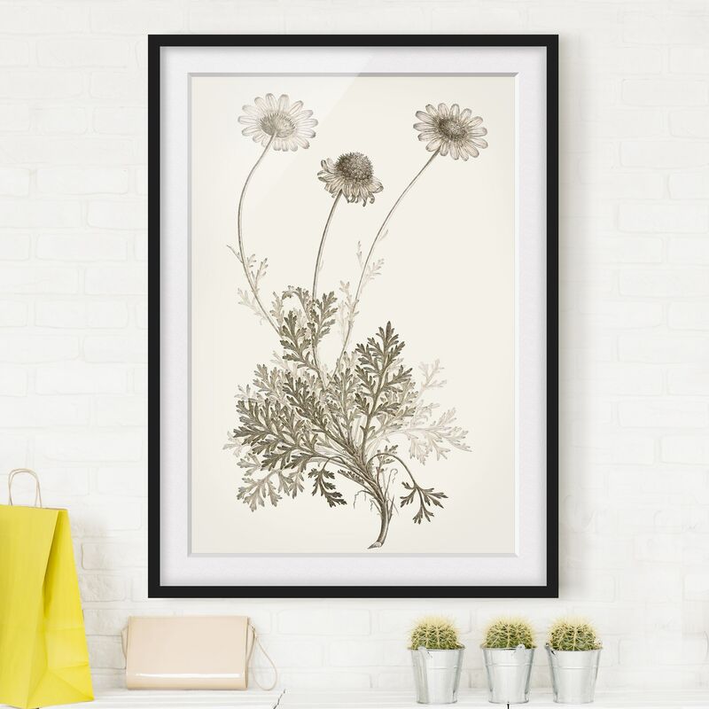 Póster enmarcado - Botanico Study in Sepia III Dimensión LxA: 24cm x 18cm, Marco: Negro 
Póster enmarcado - Botanico Study in Sepia III Dimensión LxA: 24cm x 18cm, Marco: Negro