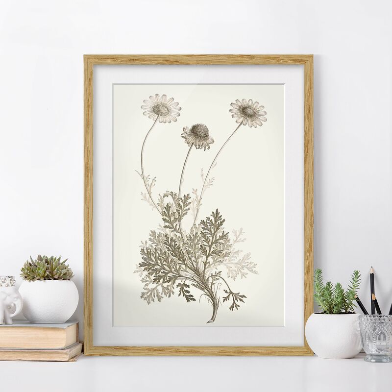 Póster enmarcado - Botanico Study in Sepia III Dimensión LxA: 100cm x 70cm, Marco: Roble
Póster enmarcado - Botanico Study in Sepia III Dimensión LxA: 100cm x 70cm, Marco: Roble
