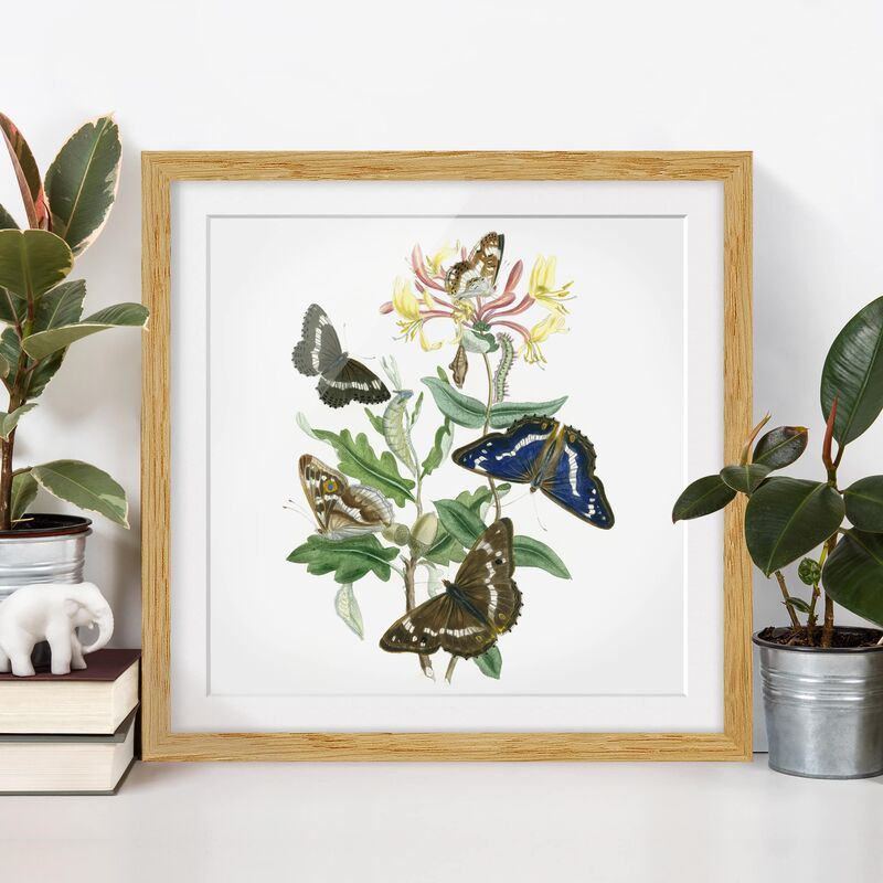 Póster enmarcado - British Butterflies IV Dimensión LxA: 70cm x 70cm, Marco: Roble
Póster enmarcado - British Butterflies IV Dimensión LxA: 70cm x 70cm, Marco: Roble