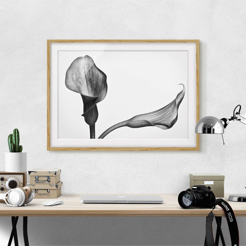 Póster enmarcado - Calla Close-up Bianco e nero Dimensión LxA: 70cm x 100cm, Marco: Roble
Póster enmarcado - Calla Close-up Bianco e nero Dimensión LxA: 70cm x 100cm, Marco: Roble