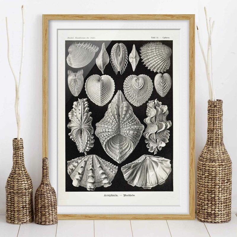 Póster enmarcado - Conchiglie consiglio Vintage II Dimensión LxA: 70cm x 50cm, Marco: Roble
Póster enmarcado - Conchiglie consiglio Vintage II Dimensión LxA: 70cm x 50cm, Marco: Roble
