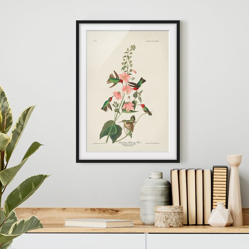 Póster enmarcado - Consiglio d'epoca Hummingbird colombiano Dimensión LxA: 40cm x 30cm, Marco: Negro
Póster enmarcado - Consiglio d'epoca Hummingbird colombiano Dimensión LxA: 40cm x 30cm, Marco: Negro