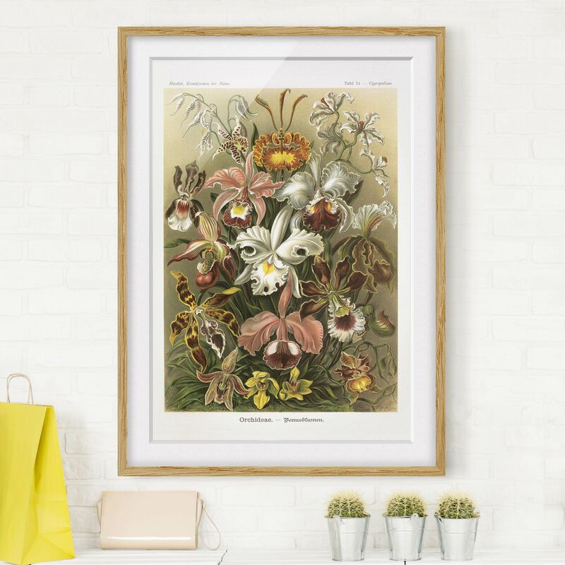 Póster enmarcado - Consiglio Orchid Vintage Dimensión LxA: 70cm x 50cm, Marco: Roble
Póster enmarcado - Consiglio Orchid Vintage Dimensión LxA: 70cm x 50cm, Marco: Roble