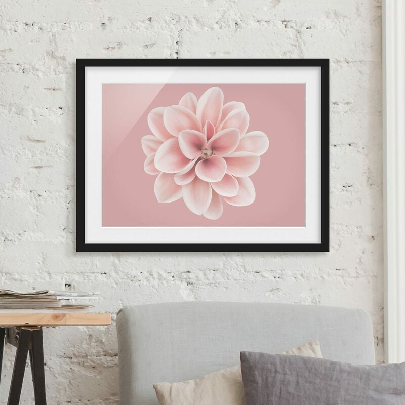 Póster enmarcado - Dalia centrata in fard rosa Dimensión LxA: 40cm x 55cm, Marco: Negro
Póster enmarcado - Dalia centrata in fard rosa Dimensión LxA: 40cm x 55cm, Marco: Negro