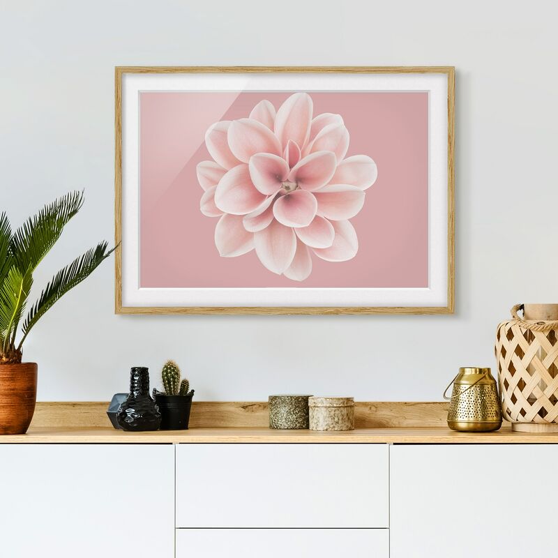 Póster enmarcado - Dalia centrata in fard rosa Dimensión LxA: 50cm x 70cm, Marco: Roble
Póster enmarcado - Dalia centrata in fard rosa Dimensión LxA: 50cm x 70cm, Marco: Roble