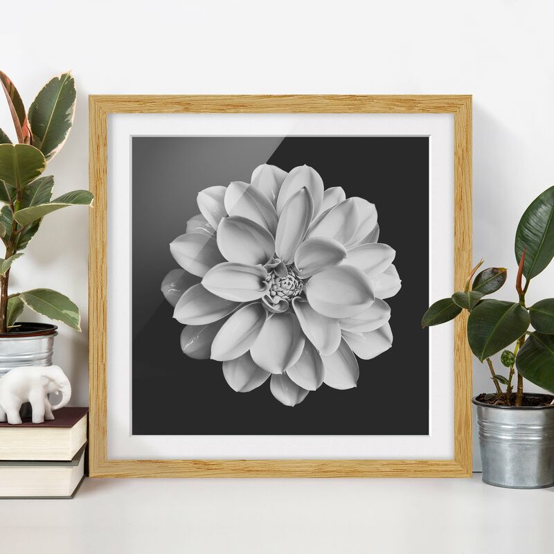 Póster enmarcado - Dalia in bianco e nero Dimensión LxA: 70cm x 70cm, Marco: Roble
Póster enmarcado - Dalia in bianco e nero Dimensión LxA: 70cm x 70cm, Marco: Roble