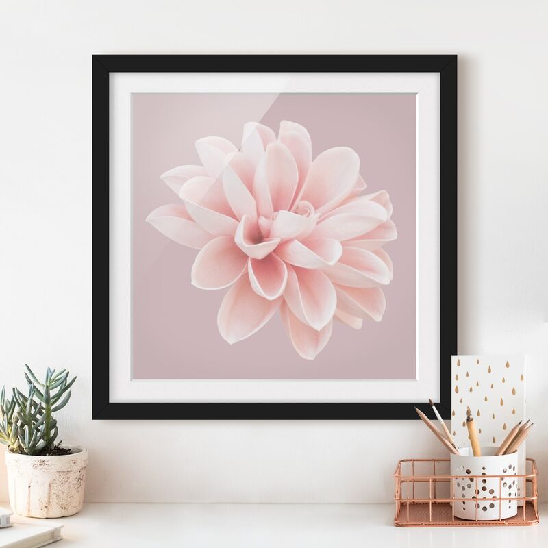 Póster enmarcado - Dalia in lavanda rosa e bianca Dimensión LxA: 70cm x 70cm, Marco: Negro
Póster enmarcado - Dalia in lavanda rosa e bianca Dimensión LxA: 70cm x 70cm, Marco: Negro