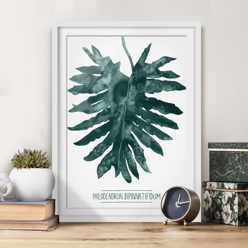 Póster enmarcado - Emerald Philodendron Bipinnatifidum Dimensión LxA: 70cm x 50cm, Marco: Roble
Póster enmarcado - Emerald Philodendron Bipinnatifidum Dimensión LxA: 70cm x 50cm, Marco: Roble