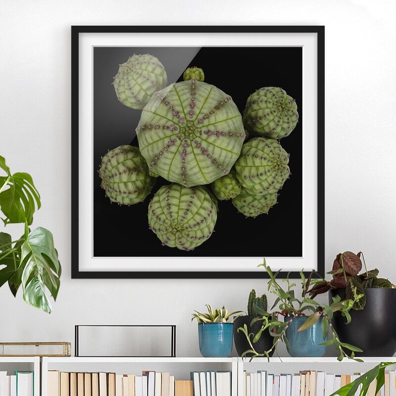 Póster enmarcado - Euphorbia - Spurge Ricci Dimensión LxA: 50cm x 50cm, Marco: Negro
Póster enmarcado - Euphorbia - Spurge Ricci Dimensión LxA: 50cm x 50cm, Marco: Negro