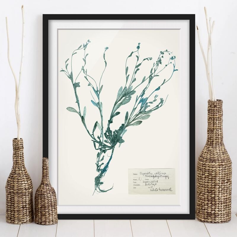 Póster enmarcado - Fiori Pressati - Forget Me Not Dimensión LxA: 40cm x 30cm, Marco: Negro
Póster enmarcado - Fiori Pressati - Forget Me Not Dimensión LxA: 40cm x 30cm, Marco: Negro