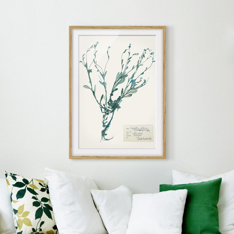 Póster enmarcado - Fiori Pressati - Forget Me Not Dimensión LxA: 70cm x 50cm, Marco: Roble
Póster enmarcado - Fiori Pressati - Forget Me Not Dimensión LxA: 70cm x 50cm, Marco: Roble
