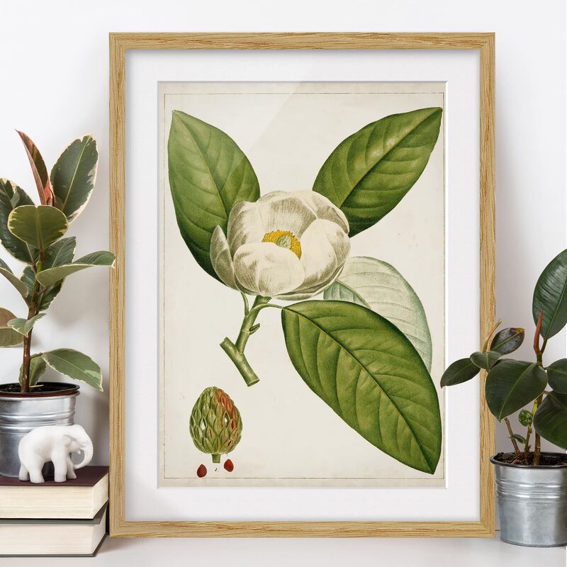 Póster enmarcado - Foglia Tableau Fiore Frutta Ii Dimensión LxA: 40cm x 30cm, Marco: Roble
Póster enmarcado - Foglia Tableau Fiore Frutta Ii Dimensión LxA: 40cm x 30cm, Marco: Roble