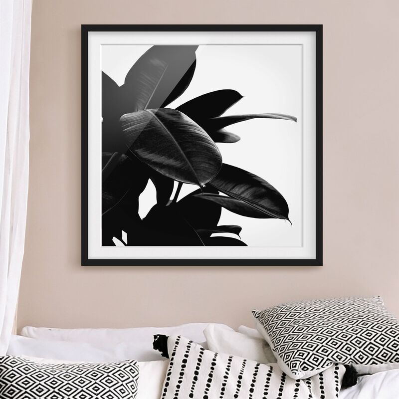 Póster enmarcado - Foglie dell'albero della gomma bianco e nero Dimensión LxA: 70cm x 70cm, Marco: Negro
Póster enmarcado - Foglie dell'albero della gomma bianco e nero Dimensión LxA: 70cm x 70cm, Marco: Negro