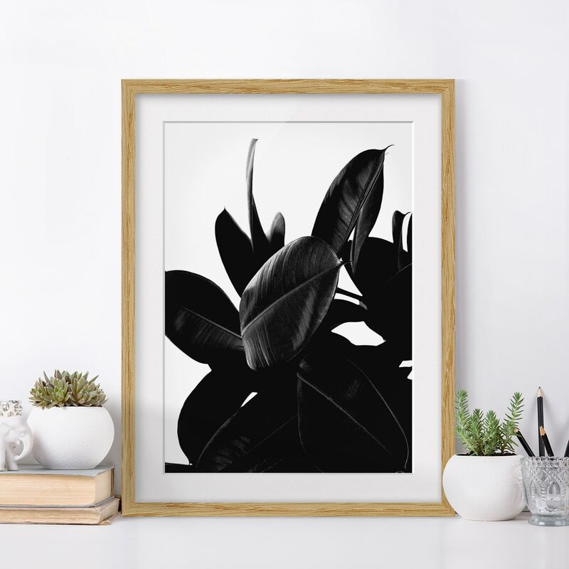 Póster enmarcado - Foglie dell'albero della gomma bianco e nero Dimensión LxA: 70cm x 50cm, Marco: Roble
Póster enmarcado - Foglie dell'albero della gomma bianco e nero Dimensión LxA: 70cm x 50cm, Marco: Roble