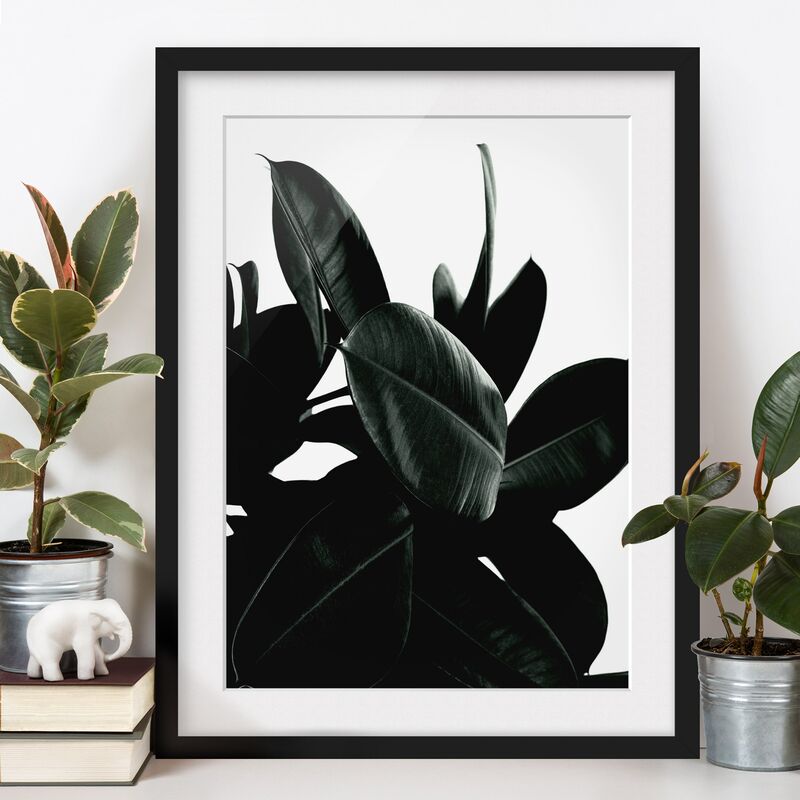 Póster enmarcado - Foglie dell'albero della gomma in verde scuro Dimensión LxA: 70cm x 50cm, Marco: Negro
Póster enmarcado - Foglie dell'albero della gomma in verde scuro Dimensión LxA: 70cm x 50cm, Marco: Negro