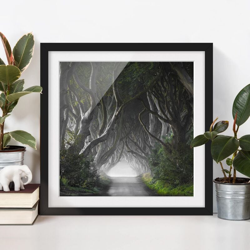 Póster enmarcado - Forest In Northern Ireland Dimensión LxA: 50cm x 50cm, Marco: Negro
Póster enmarcado - Forest In Northern Ireland Dimensión LxA: 50cm x 50cm, Marco: Negro