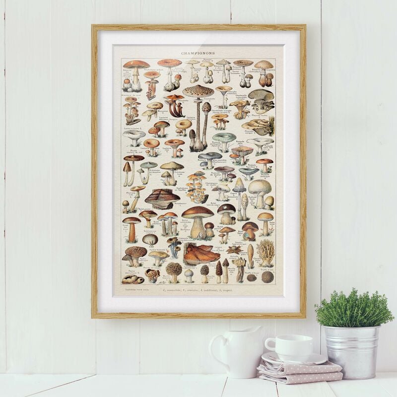 Póster enmarcado - Funghi del Consiglio d'epoca Dimensión LxA: 70cm x 50cm, Marco: Roble
Póster enmarcado - Funghi del Consiglio d'epoca Dimensión LxA: 70cm x 50cm, Marco: Roble