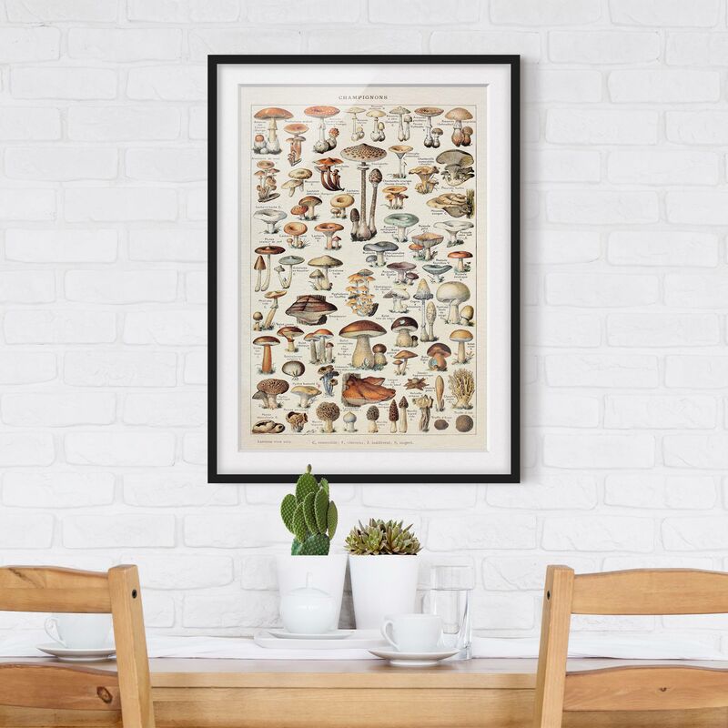 Póster enmarcado - Funghi del Consiglio d'epoca Dimensión LxA: 24cm x 18cm, Marco: Negro
Póster enmarcado - Funghi del Consiglio d'epoca Dimensión LxA: 24cm x 18cm, Marco: Negro
