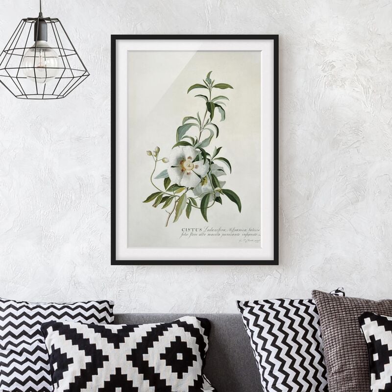 Póster enmarcado - Georg Dionysius Ehret - Rock Rose Dimensión LxA: 40cm x 30cm, Marco: Negro
Póster enmarcado - Georg Dionysius Ehret - Rock Rose Dimensión LxA: 40cm x 30cm, Marco: Negro