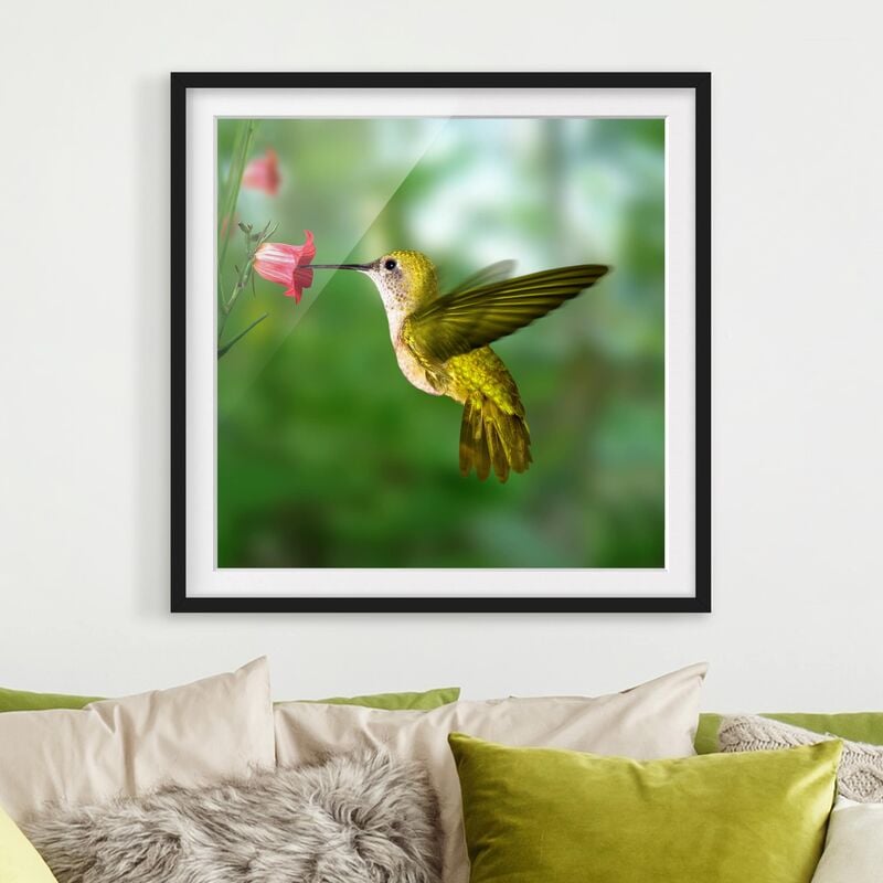 Póster enmarcado - Hummingbird And Blossom Dimensión LxA: 50cm x 50cm, Marco: Negro
Póster enmarcado - Hummingbird And Blossom Dimensión LxA: 50cm x 50cm, Marco: Negro