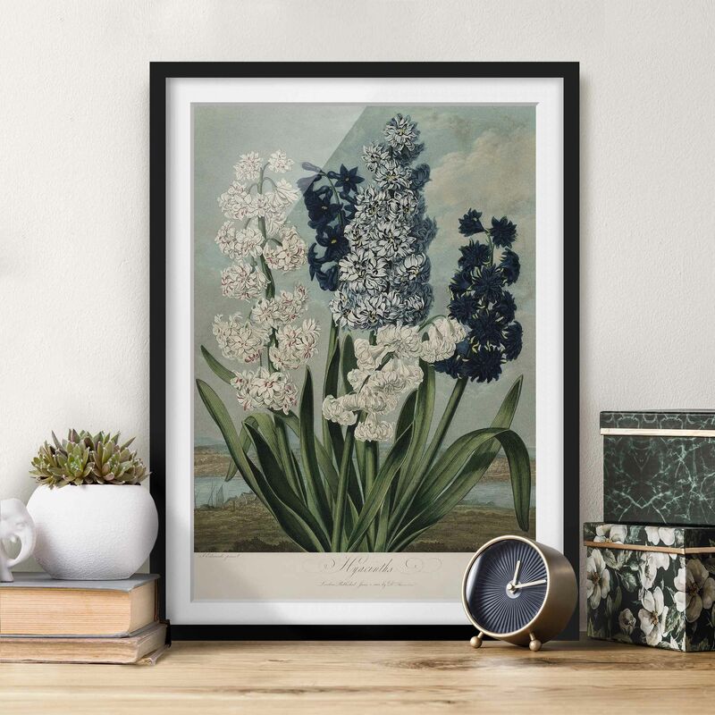Póster enmarcado - illustrazione d'epoca Botanica blu e bianco Giacinti Dimensión LxA: 100cm x 70cm, Marco: Negro
Póster enmarcado - illustrazione d'epoca Botanica blu e bianco Giacinti Dimensión LxA: 100cm x 70cm, Marco: Negro