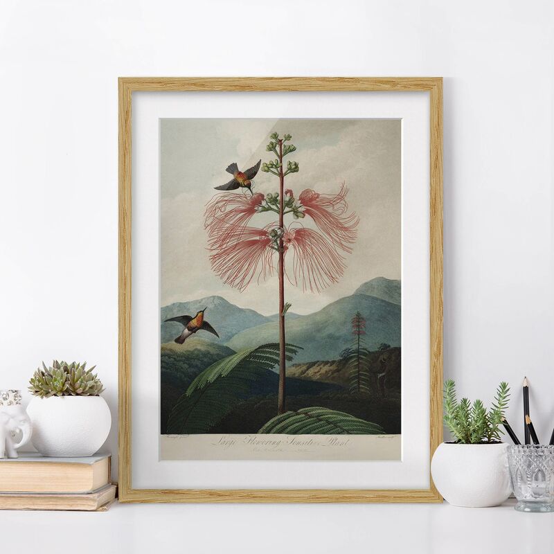 Póster enmarcado - illustrazione d'epoca Botanica Fiore e colibrì Dimensión LxA: 24cm x 18cm, Marco: Roble
Póster enmarcado - illustrazione d'epoca Botanica Fiore e colibrì Dimensión LxA: 24cm x 18cm, Marco: Roble