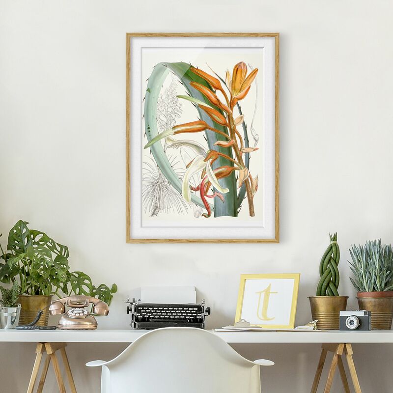 Póster enmarcado - Illustrazione Vintage Tropical Flowers I Dimensión LxA: 70cm x 50cm, Marco: Roble
Póster enmarcado - Illustrazione Vintage Tropical Flowers I Dimensión LxA: 70cm x 50cm, Marco: Roble