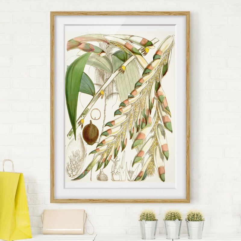 Póster enmarcado - Illustrazione Vintage Tropical Flowers III Dimensión LxA: 70cm x 50cm, Marco: Roble
Póster enmarcado - Illustrazione Vintage Tropical Flowers III Dimensión LxA: 70cm x 50cm, Marco: Roble